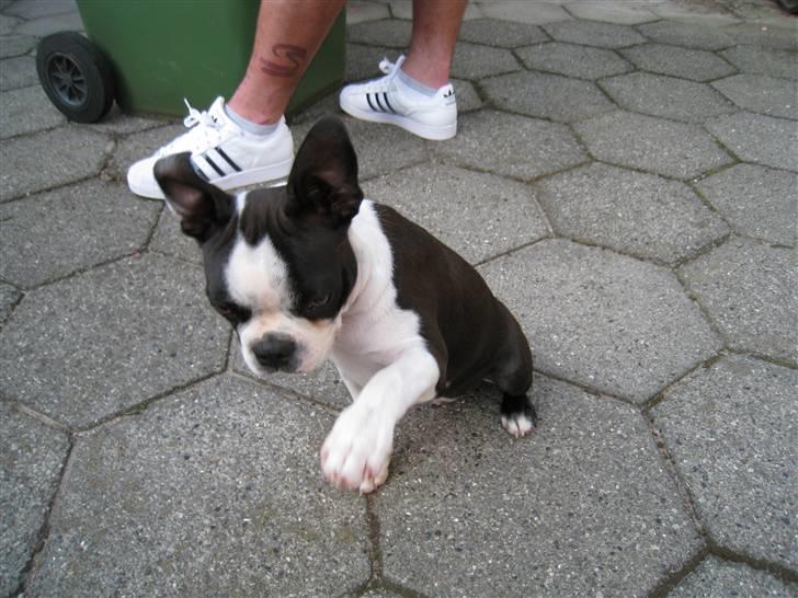 Boston terrier William Karlo - Jeg kan give pote - hit med godbidden billede 14