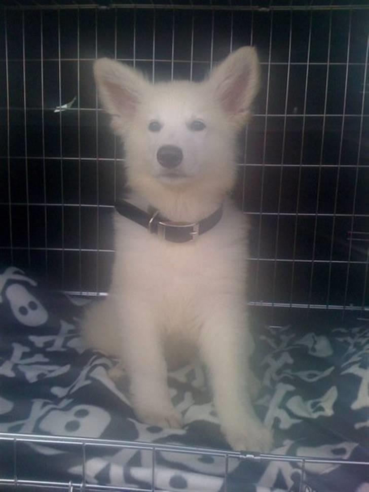 Hvid schæfer Seamus billede 2