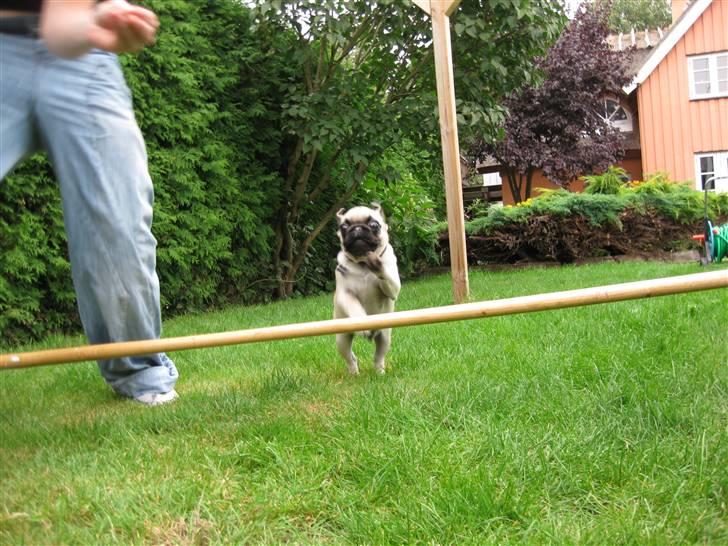 Mops Ibber *R.I.P* - Ibber springer :D billede 15