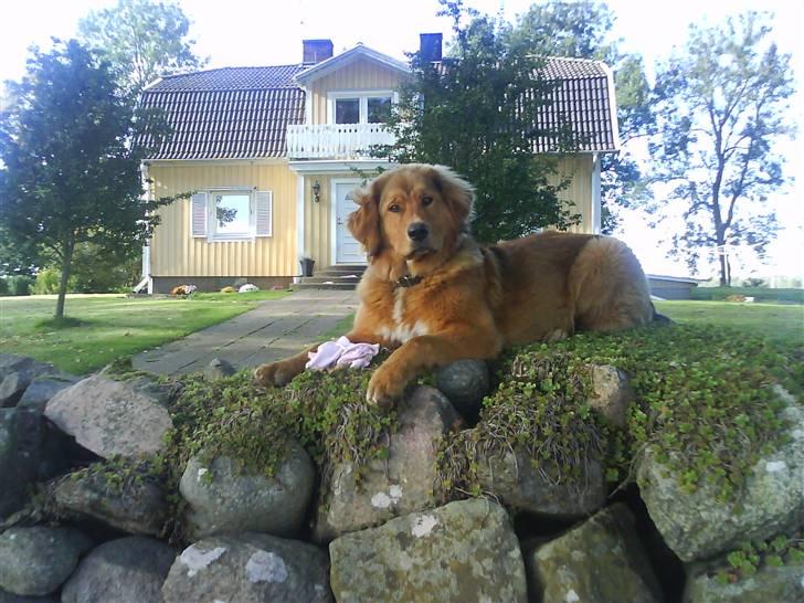 Blanding af racer Ghini billede 11