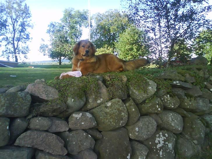 Blanding af racer Ghini billede 12