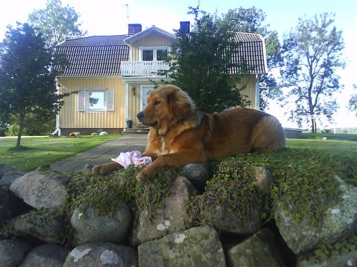 Blanding af racer Ghini billede 13