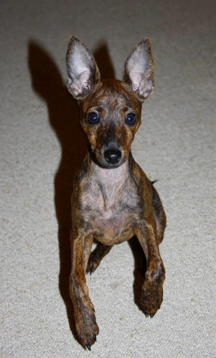 Blanding af racer | Vanity  - Smukkesen :D foto; mig selv billede 10