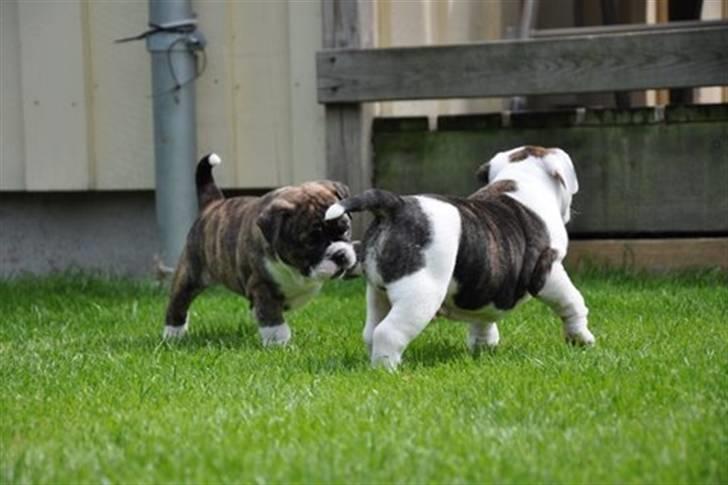Olde english bulldogge spanger´s Babyface.(ATILA - så skal bror mand lige ordens... billede 3