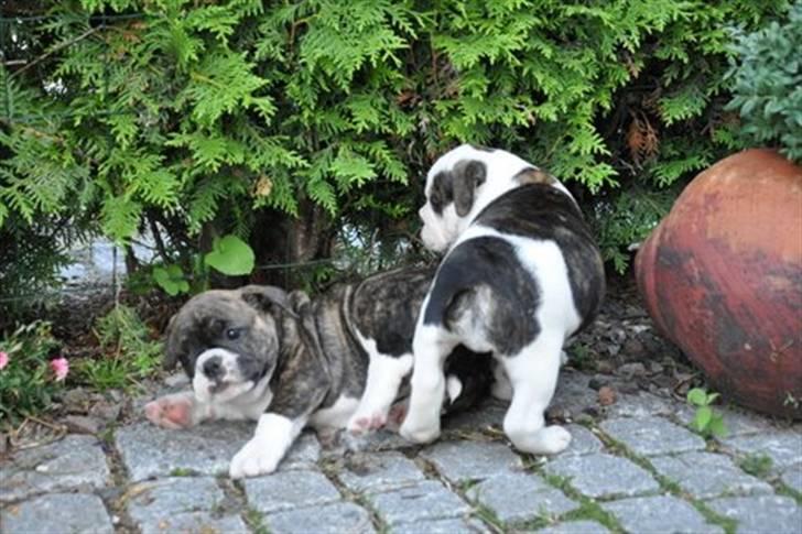 Olde english bulldogge spanger´s Babyface.(ATILA - øv nu er det mig der får klø billede 4