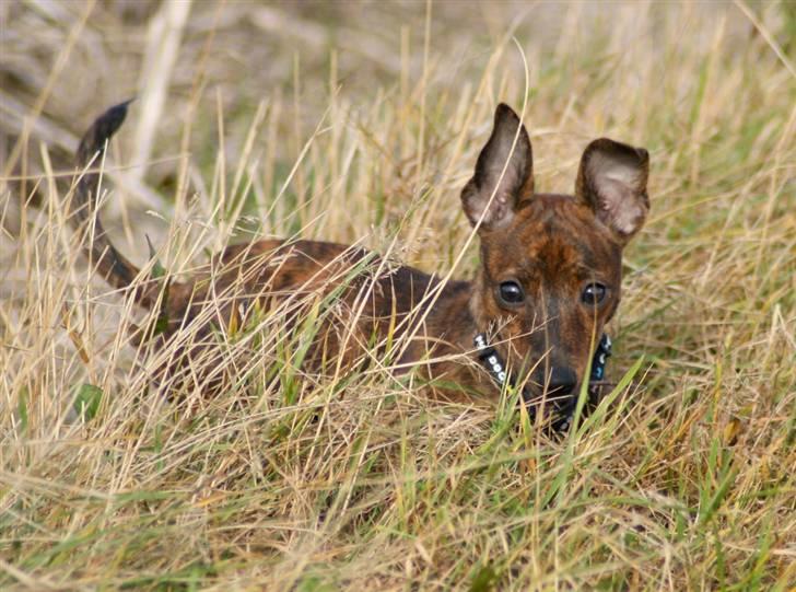 Blanding af racer | Vanity  - Jeg ligger på lur! :p foto; mig selv billede 11