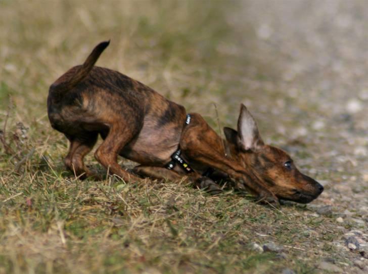 Blanding af racer | Vanity  - Rulle rulle rulle! foto; mig selv billede 12