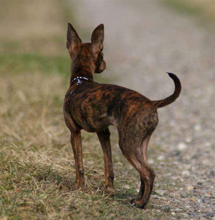 Blanding af racer | Vanity  - Hun har fået øjet på noget! :p foto; mig selv billede 13
