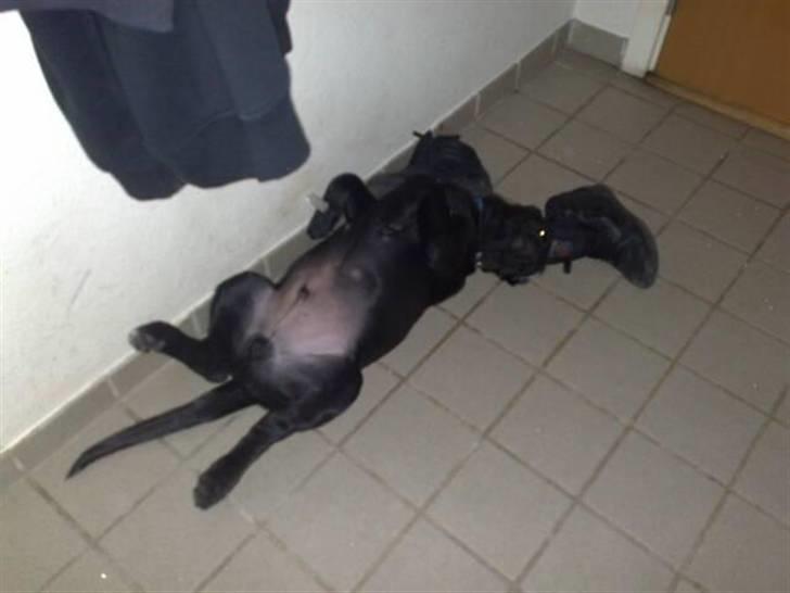 Blanding af racer Broweiler Odin - Høj pistolføring 44 1/4 :-D billede 8