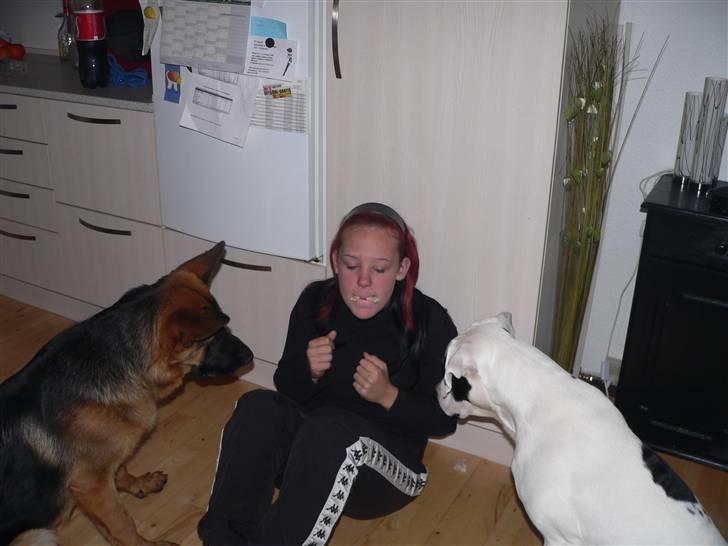 Schæferhund Vennebjergs Iwo - De 2 dejlige hunde. De andre der var her hjemme troede ikke jeg turde med min schæfer. Bagefter gjorde jeg det med begge hundene :D billede 11