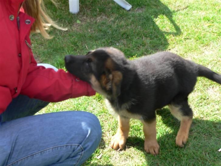 Schæferhund Vennebjergs Iwo - Da han var 10 uger :D billede 12