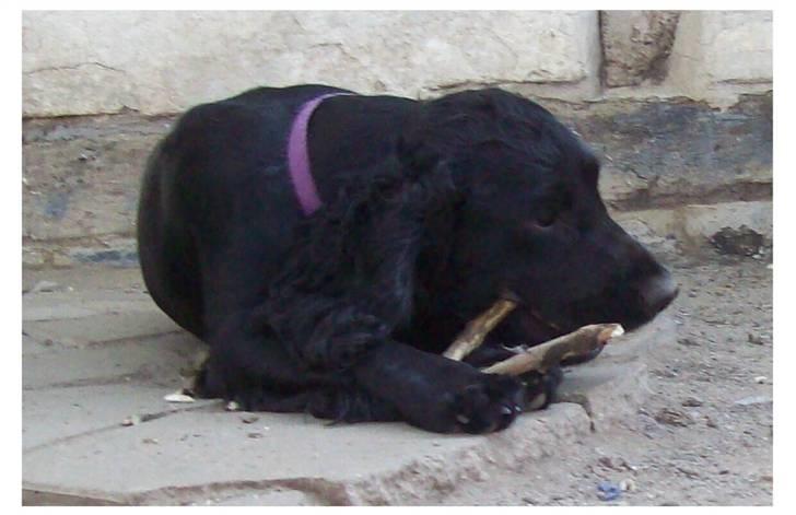 Blanding af racer ROSA  :O) billede 12