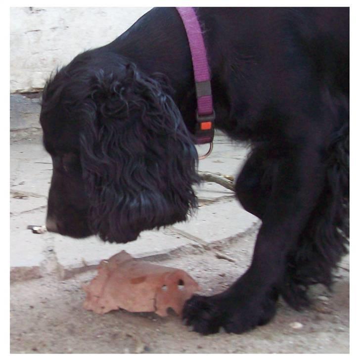 Blanding af racer ROSA  :O) billede 14