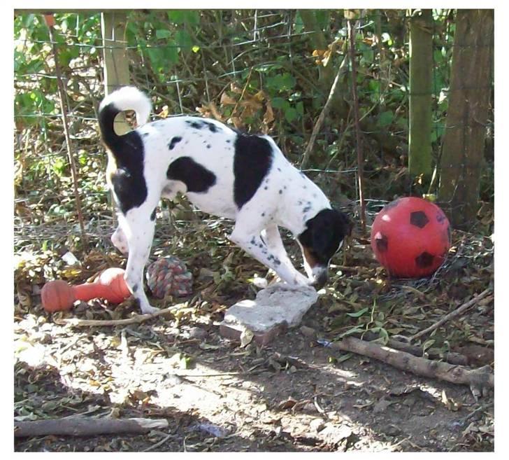 Dansk svensk gaardhund Joe,også kaldet "Å" billede 16