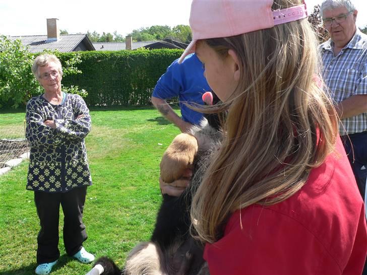 Schæferhund Vennebjergs Iwo - Dengang jeg kunne holde ham :D billede 13