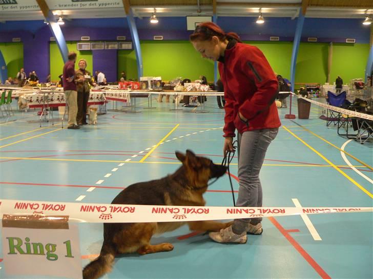 Schæferhund Vennebjergs Iwo - Selvom der ca var 200 hunde inde i den hal. Lage han sig ned hurtig i det jeg sage dæk : billede 14