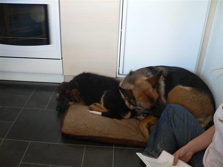 Schæferhund Vennebjergs Iwo - Sammen med hans mor billede 15