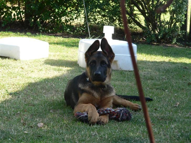 Schæferhund Vennebjergs Iwo - Til en stor fest hvor han bare ligger og nyder opmærksomheden :D billede 16