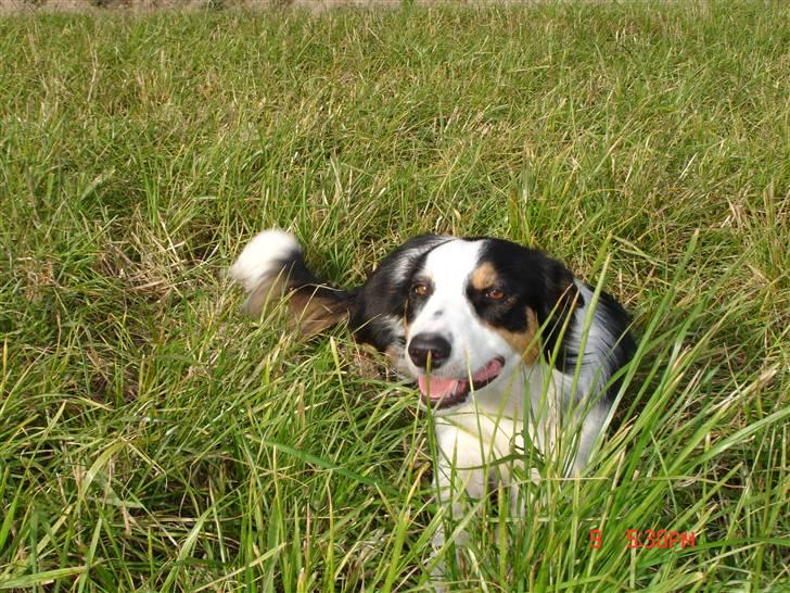 Border collie Tess - Tess i marken, oktober 09 billede 1