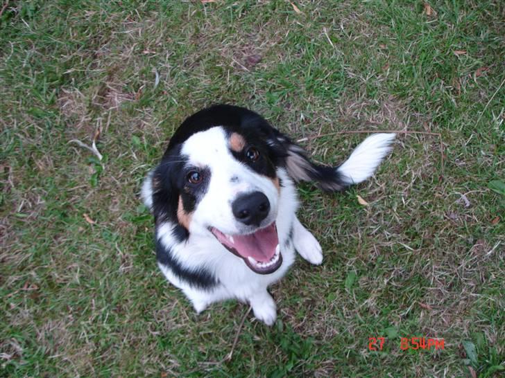 Border collie Tess - med ørerne ned af nakken... billede 2