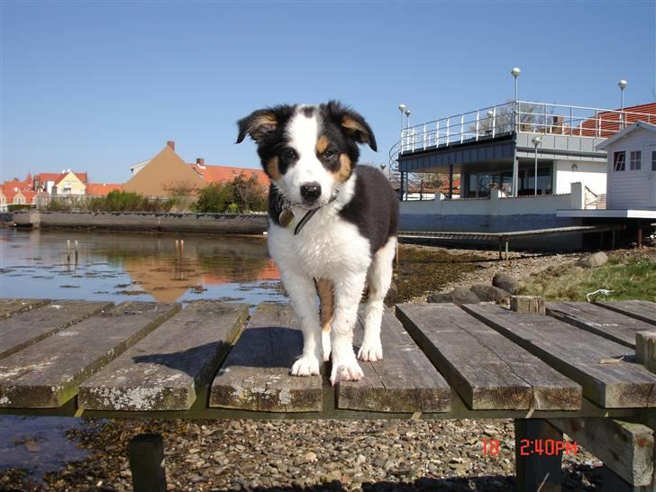 Border collie Tess - ved Fjorden, sommer 09 billede 3