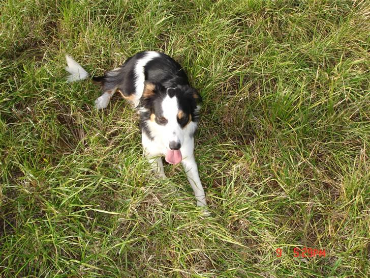 Border collie Tess - en slapper i haven, oktober 09 billede 4