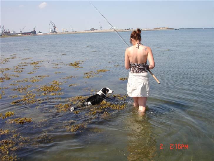 Border collie Tess - med på fisketur, sommer 09 billede 5