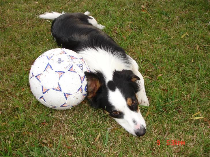 Border collie Tess - blev træt af at spille fodbold... billede 6
