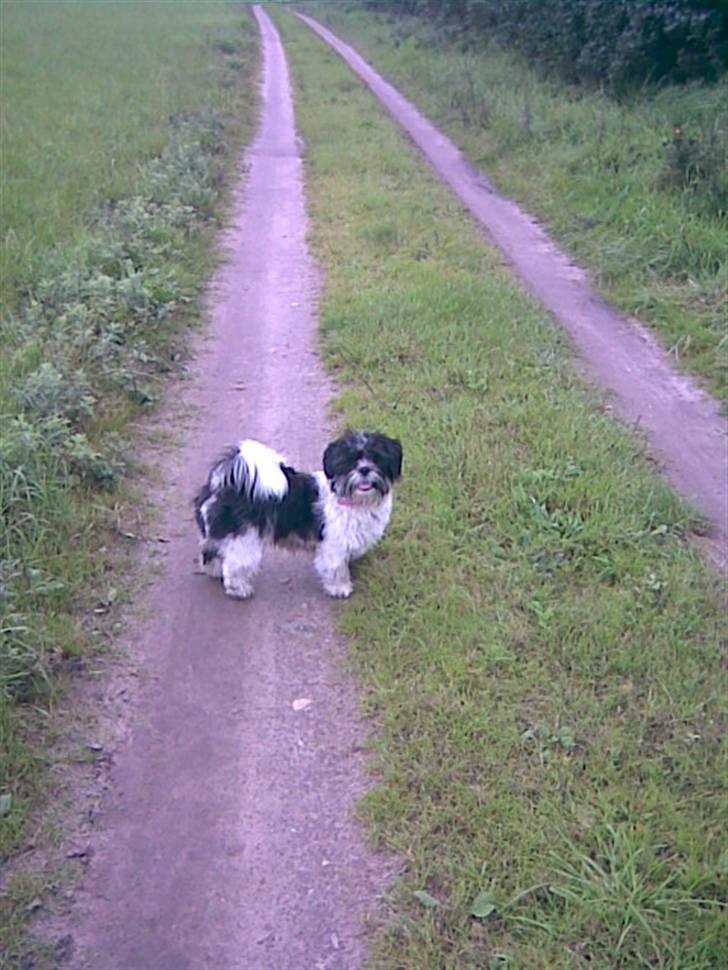 Lhasa apso lunafisen billede 1