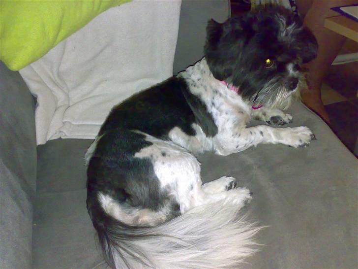 Lhasa apso lunafisen billede 2