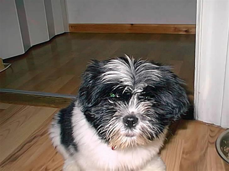 Lhasa apso lunafisen billede 3