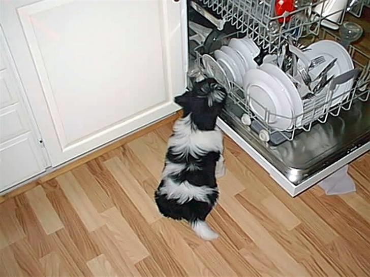 Lhasa apso lunafisen billede 4