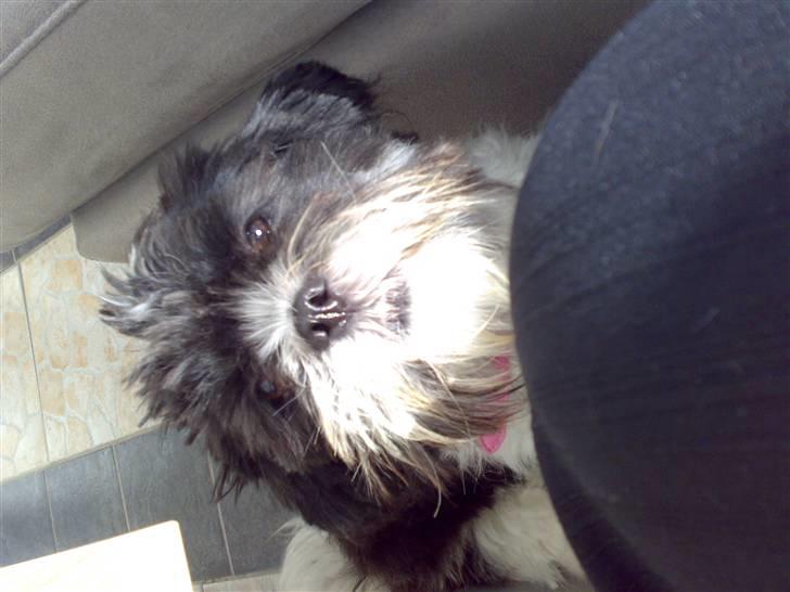 Lhasa apso lunafisen billede 5