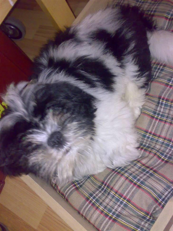 Lhasa apso lunafisen billede 6