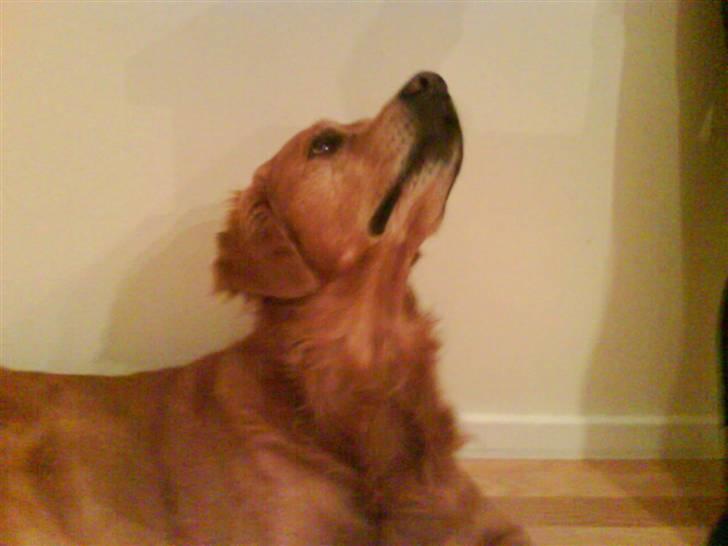 Golden retriever Bimmer billede 10