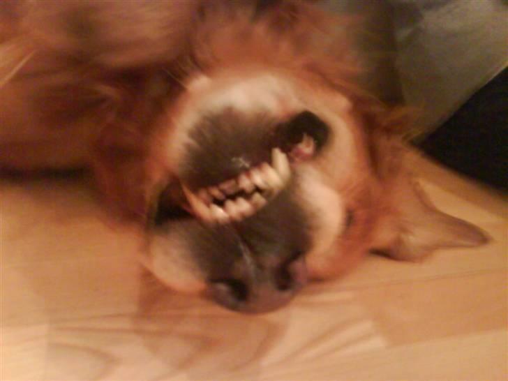 Golden retriever Bimmer billede 12