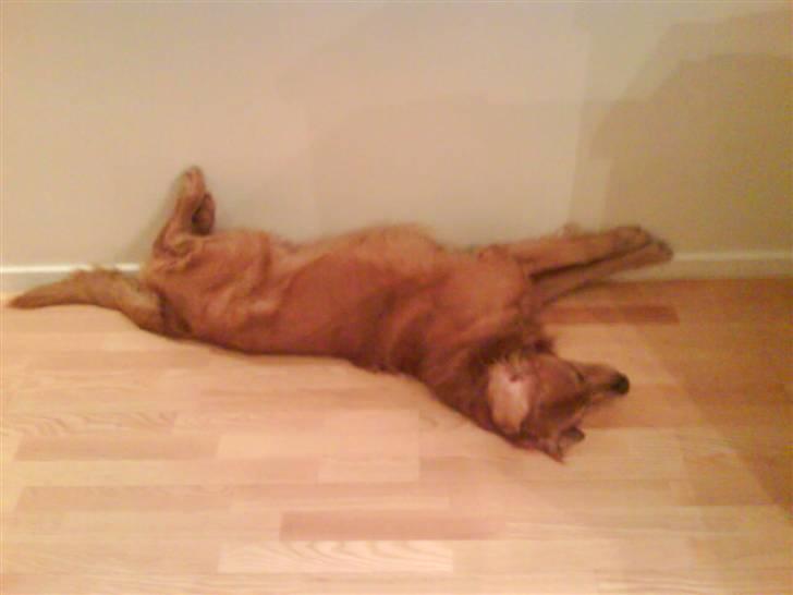 Golden retriever Bimmer billede 14