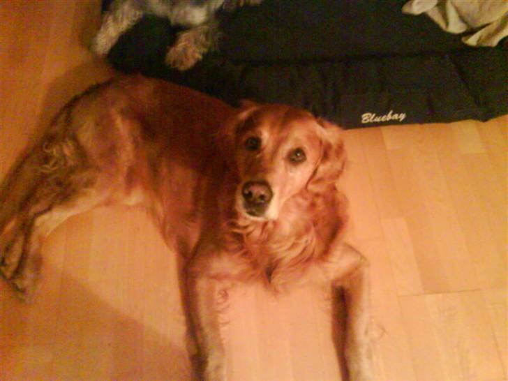 Golden retriever Bimmer billede 16