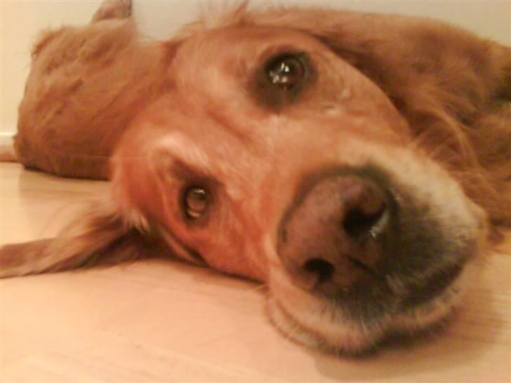 Golden retriever Bimmer billede 17