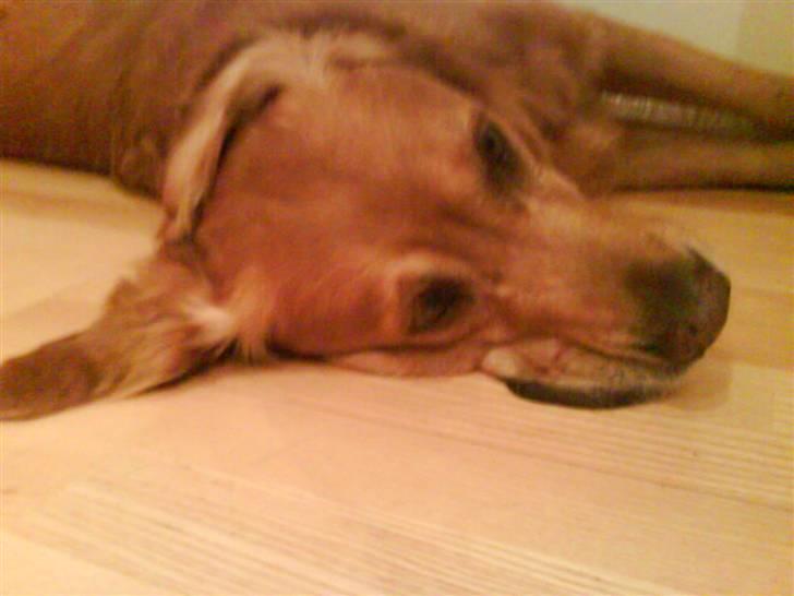 Golden retriever Bimmer billede 18