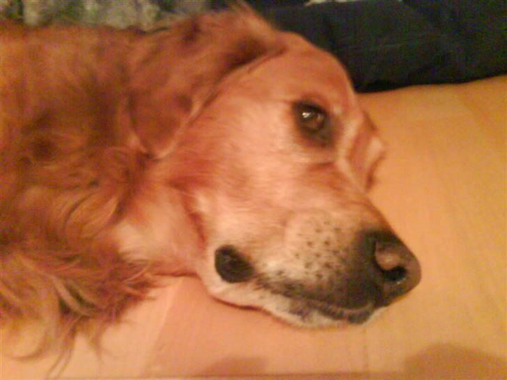 Golden retriever Bimmer billede 19