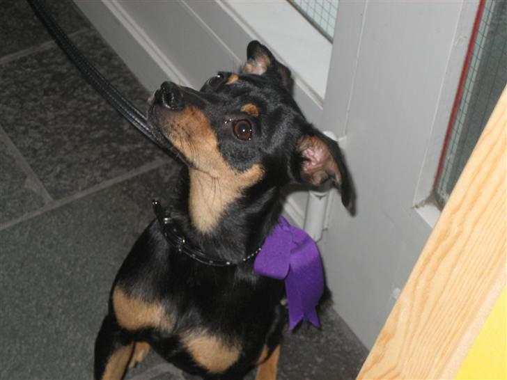 Dvaergpinscher Malou - Min lille pige da mor blev student.. billede 2