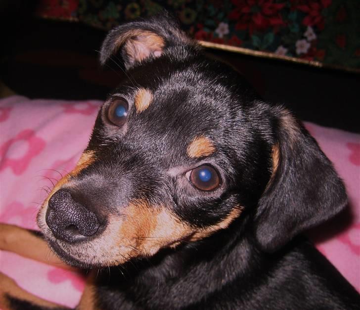 Dvaergpinscher Malou - Oppe ved bedste.. billede 3