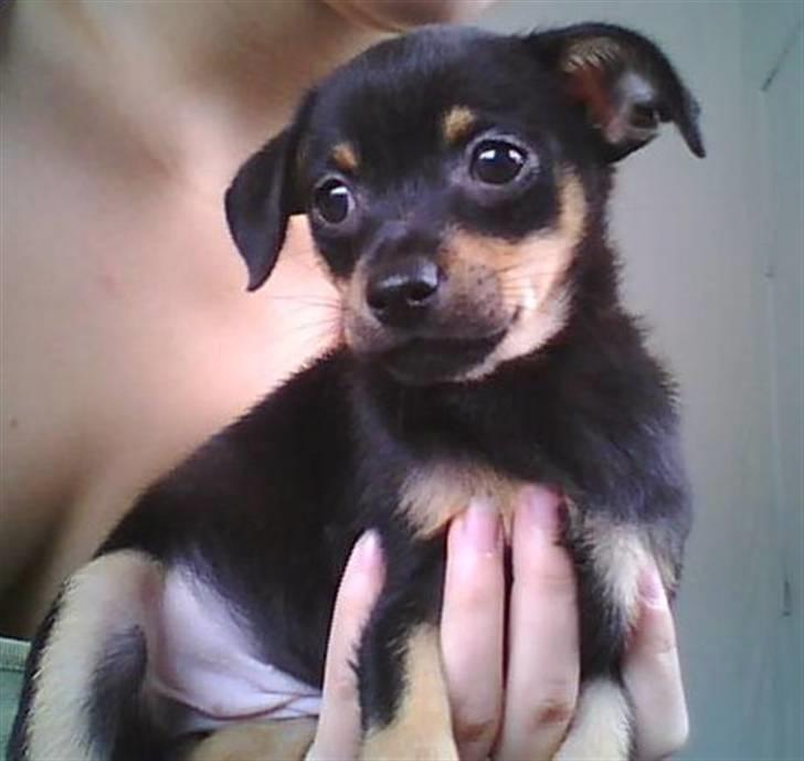 Dvaergpinscher Malou - Et par dage efter vi fik hende.. billede 4