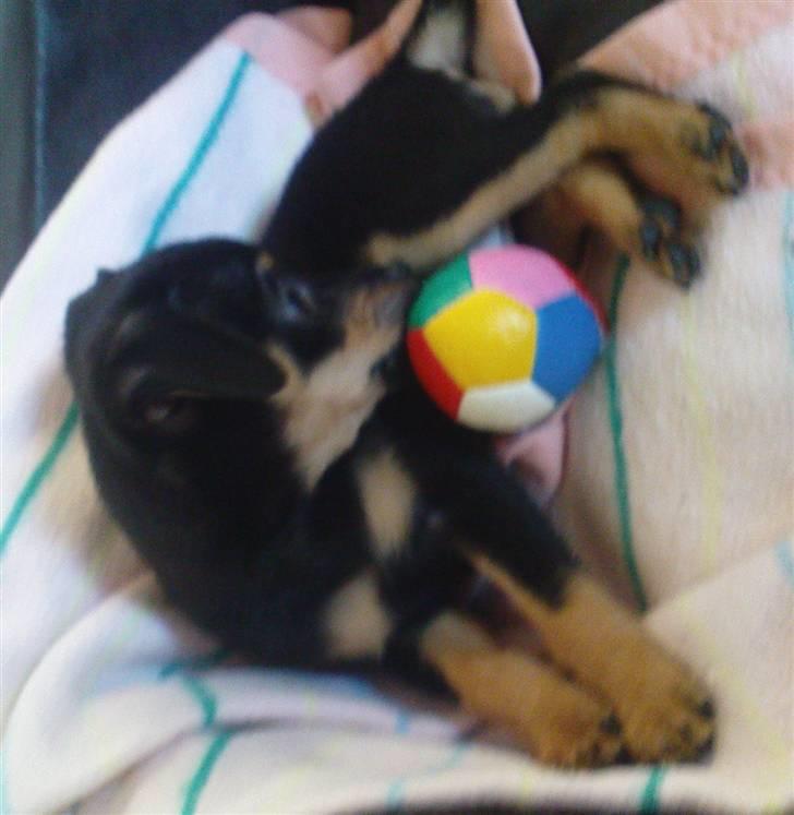 Dvaergpinscher Malou - Elsker Bolde.. billede 5