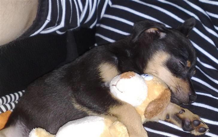 Dvaergpinscher Malou - Sover på fars mave.. billede 6