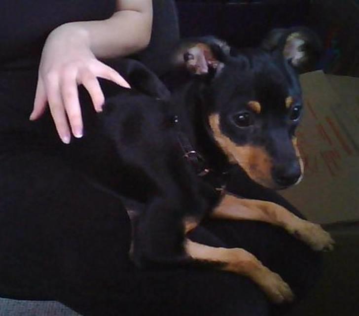 Dvaergpinscher Malou - Lidt TRÆT.. billede 8