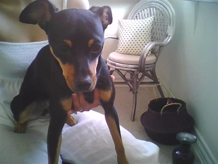 Dvaergpinscher Malou - SIT.. billede 9