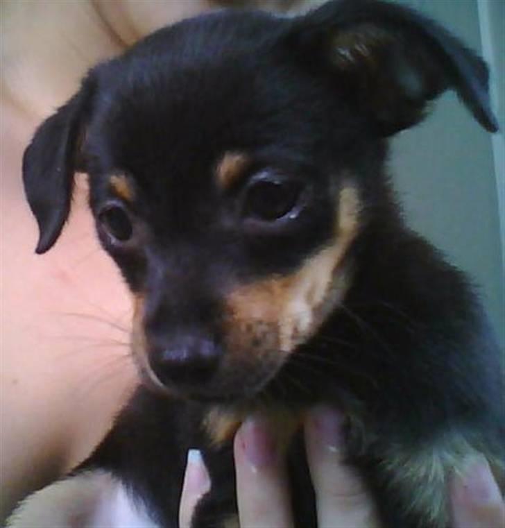 Dvaergpinscher Malou - Her er hun også BABY.. billede 10