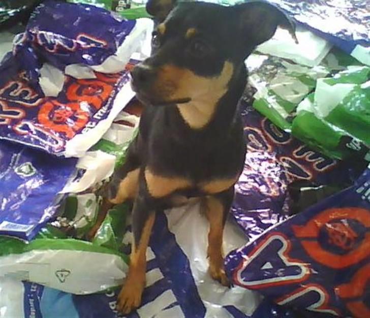 Dvaergpinscher Malou - Hjælper mor med projekt.. billede 11